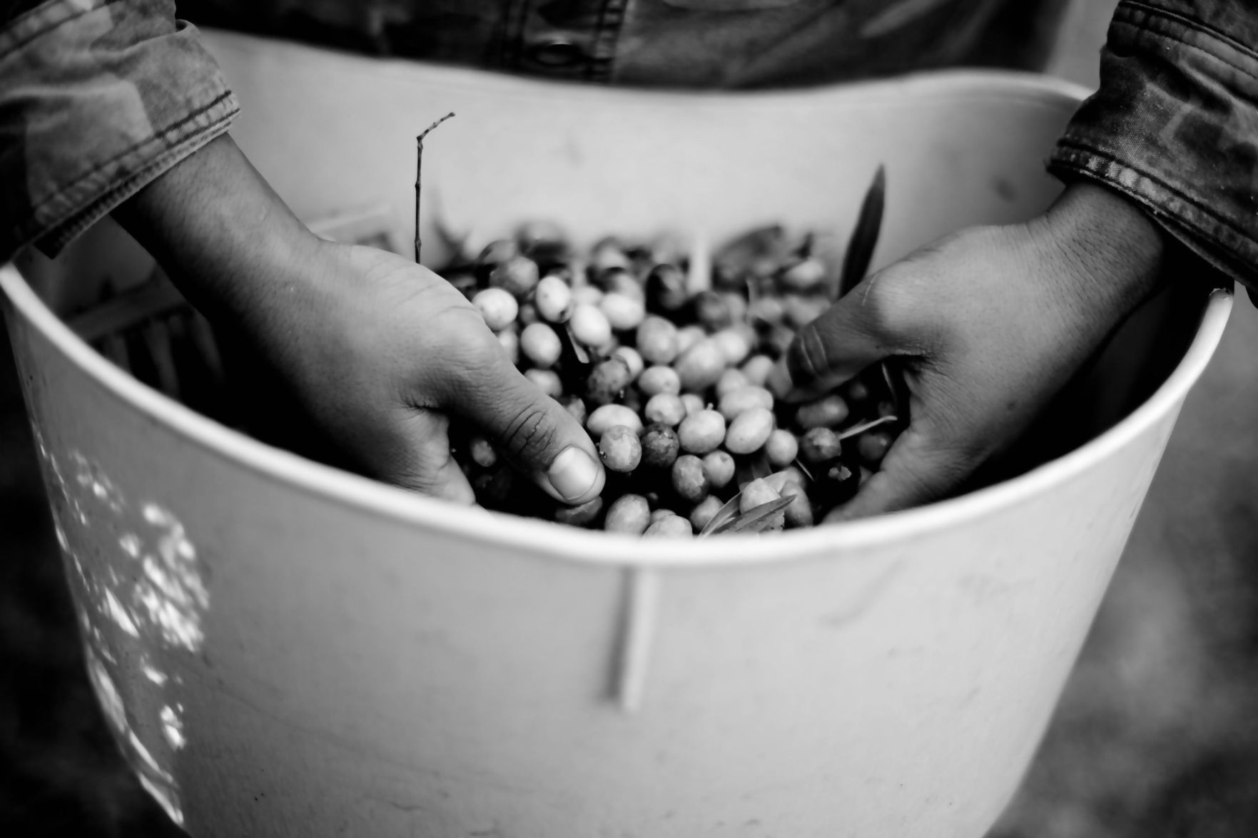 Olive oil